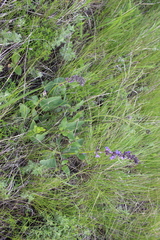 Salvia dumetorum