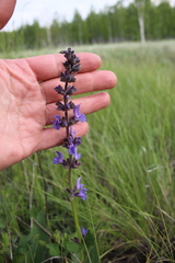 Salvia dumetorum