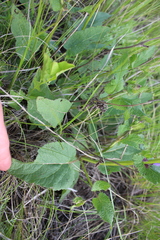 Salvia dumetorum