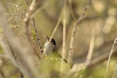 Polioptila californica
