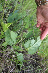 Salvia dumetorum
