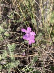 Dianthus carbonatus