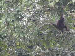 Pongo pygmaeus