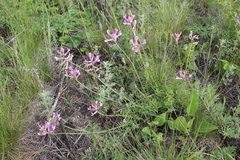 Astragalus macropus