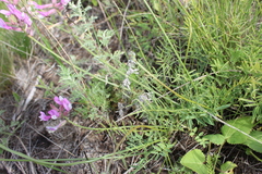 Astragalus macropus