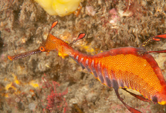 Phyllopteryx taeniolatus