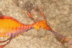 Phyllopteryx taeniolatus