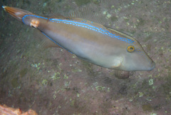 Meuschenia trachylepis