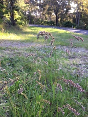 Chascolytrum subaristatum