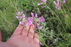 Astragalus macropus