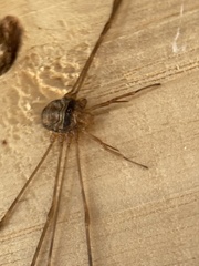 Dicranopalpus