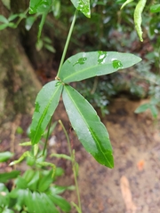 Tetrastigma formosanum