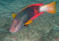 Notolabrus gymnogenis