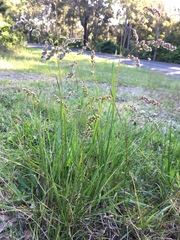 Chascolytrum subaristatum