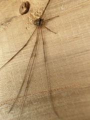 Dicranopalpus