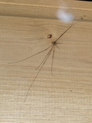 Dicranopalpus