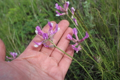 Astragalus macropus