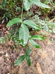 Tetrastigma formosanum