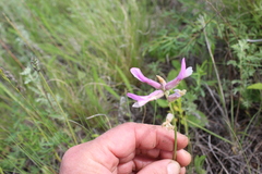 Astragalus macropus
