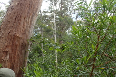 Passiflora tarminiana