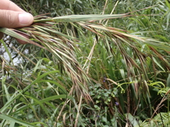 Themeda villosa