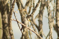 Polioptila californica