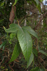 Passiflora tarminiana