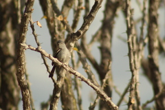 Polioptila californica