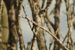 Polioptila californica