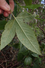 Passiflora tarminiana
