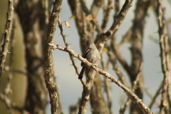 Polioptila californica