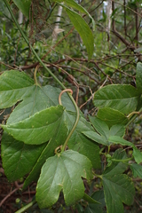 Passiflora tarminiana