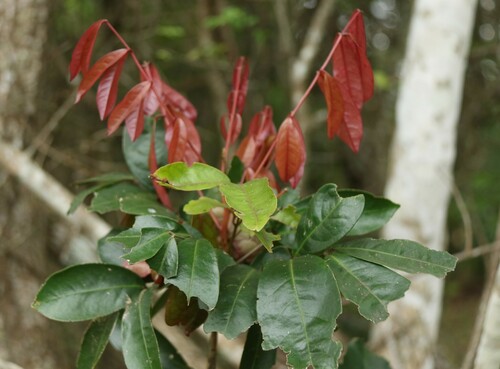 Bastard Soap-Berry (Pancovia golungensis)