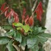 Pancovia golungensis - Photo (c) Sharon Louw, algunos derechos reservados (CC BY-NC), subido por Sharon Louw