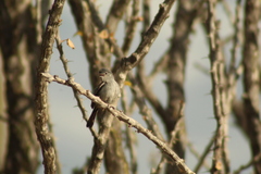 Polioptila californica