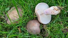Lepista personata