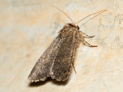 Proteuxoa