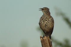 Toxostoma cinereum