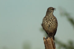 Toxostoma cinereum