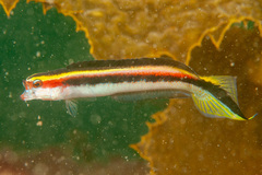 Trachinops taeniatus