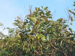Ficus erecta