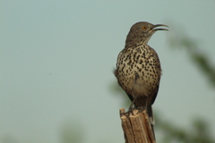 Toxostoma cinereum