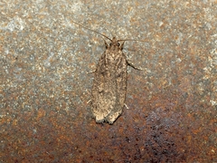 Hofmannophila pseudospretella