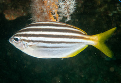 Atypichthys strigatus