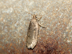 Hofmannophila pseudospretella