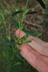 Pimelea curviflora gracilis