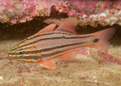 Ostorhinchus limenus