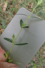 Pimelea curviflora gracilis