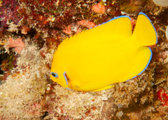 Centropyge cocosensis