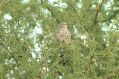 Toxostoma cinereum